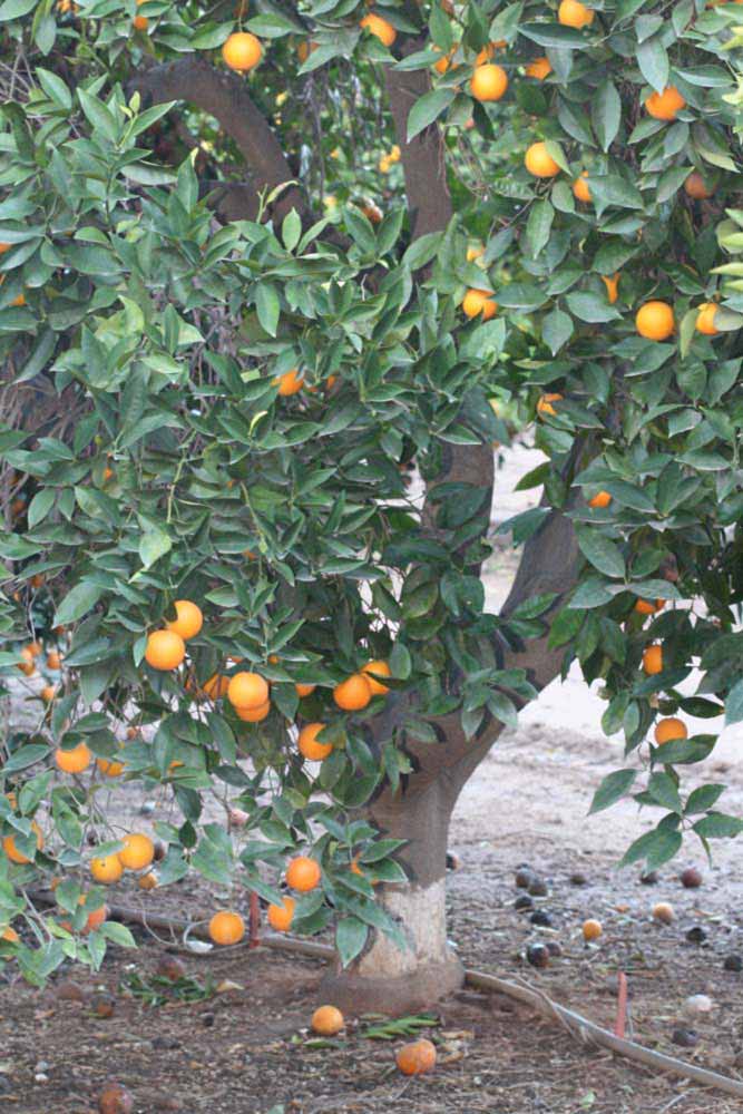            Habit (Riverside, CA)   